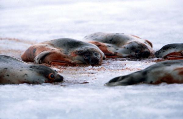 seal protest