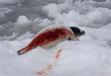 the annual slaughter of Harp seal baby's