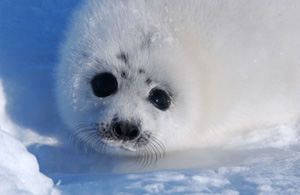 seal protest