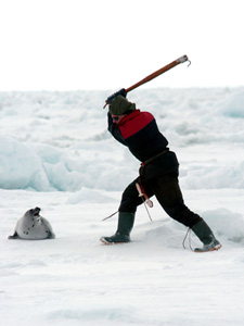 seal protest