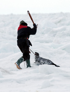 seal protest